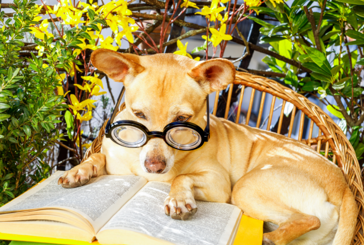 Explora los Mejores Libros para Amantes de las Mascotas: Historias, Adiestramiento, Recetas y Salud