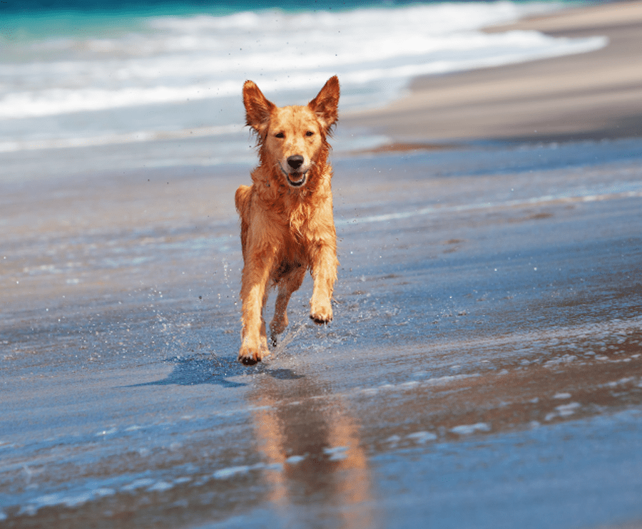 5 Consejos claves para el Verano para perros