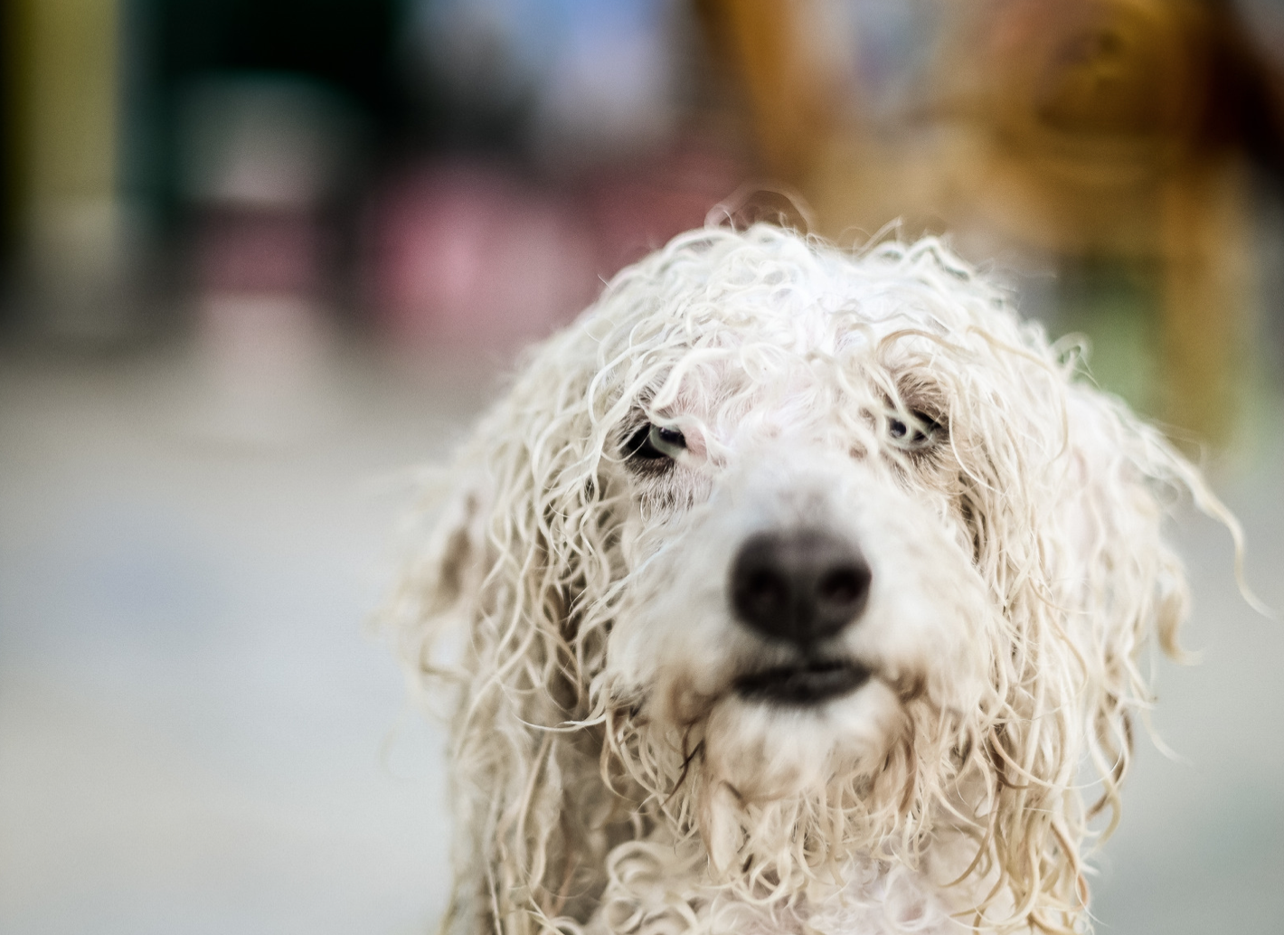 cuidado de perros en verano