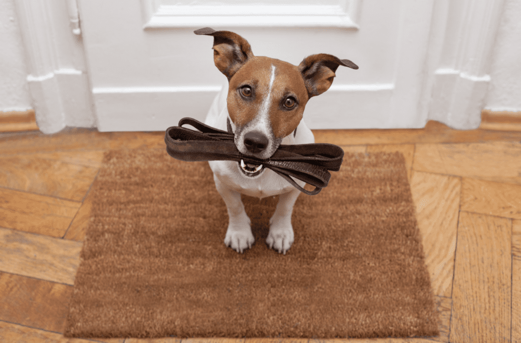 Snacks Hepáticos para Perros: Cuidando el Hígado de tu Mascota. 